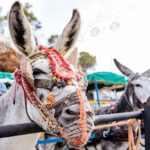 15 daagse fly drive Veelzijdig Andalusië